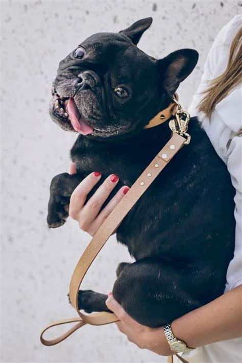  Wounds: Your Frenchie could also be limping because of a wound
