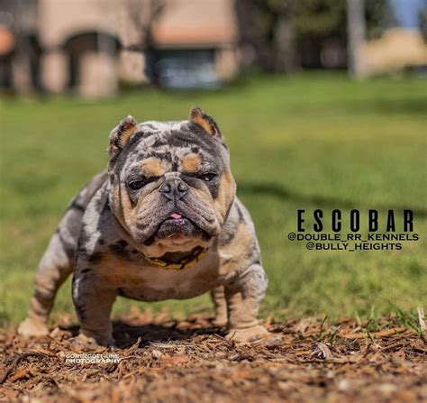  Xenia Ohio male 5months micro exotic bully