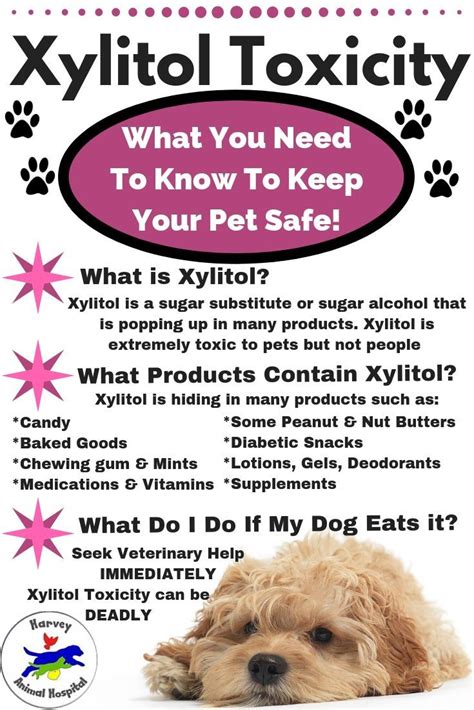  Xylitol Xylitol is a sugar substitute that can be deadly for dogs