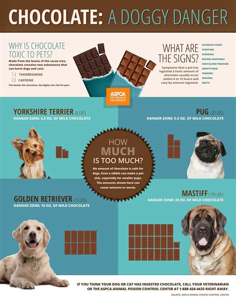  Xylitol is much more dangerous than chocolate for dogs