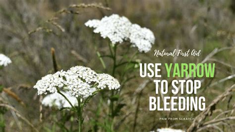  Yarrow: stops bleeding and disinfectant for wounds