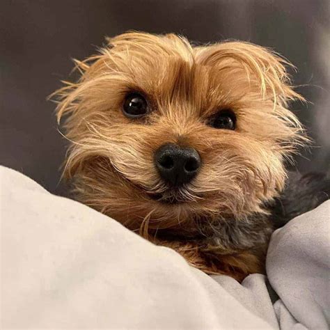  Years ago, when we owned a Yorkie, our vet recommended using baby shampoo, because Yorkies tend to frequently get goop around the eyes and the baby shampoo allowed us to clean the area around their eyes without irritating them