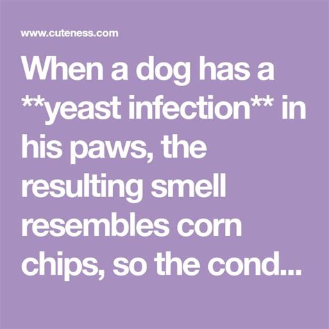  Yeast sometimes causes a dog to smell musty and moldy — a scent many people identify as smelling like corn chips
