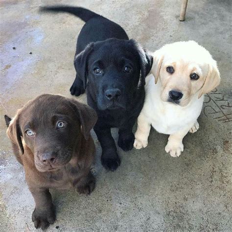  Yellow, Black and Chocolate Lab Puppies