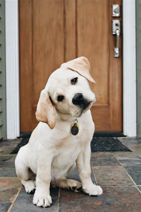  Yellow Labs might be easy to confuse with golden retrievers
