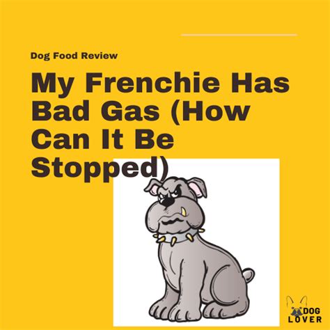  Yes, Frenchies can have gas and throw up; feeding high-quality food will get you close to eliminating these problems