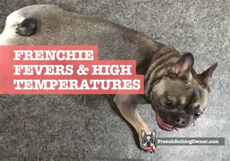  Yes, just like vets do! Signs of a French Bulldog fever Aside from the obvious taking of the temperature, there are other ways in which you can tell if your French Bulldog has a high fever