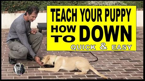  Yes, you will need to help teach your puppy ABI