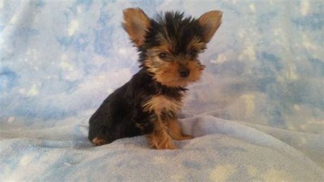  Yorkie Puppies For Sale in Wyoming