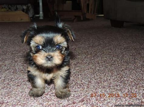  Yorkie Puppies for Sale in OH