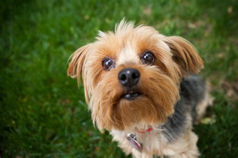  Yorkies are one of the most popular breeds of dogs, and for good reason