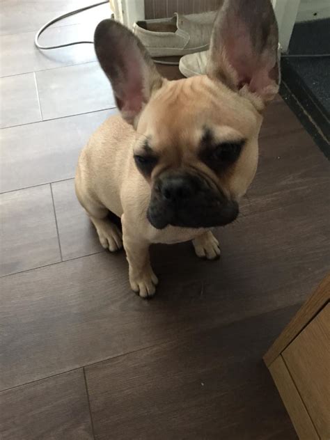  You are always welcome! View Detail 7 month old Female Frenchie 7 month old female Merel not fixed