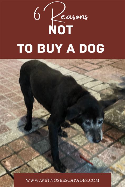  You are not buying a dog