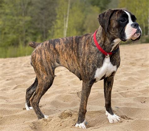  You are often left with a brindle and white or red and white dog with slightly elongated bat ears, a shortened snout, large prominent eyes, and a squarish head