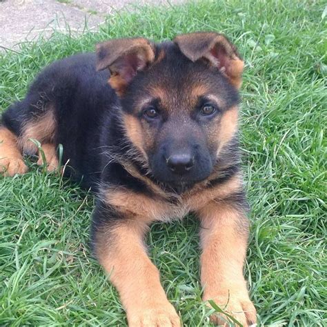  You are welcome to visit us and our beautiful German Shepherd dogs and puppies with an appointment