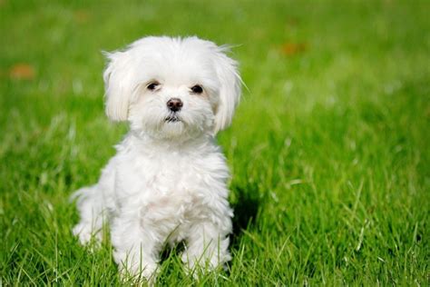  You can adopt a Maltese at a much lower cost than buying one from a breeder