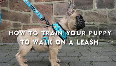  You can also attach the leash to the front and train your Frenchie how to walk properly on a lead from a very young age