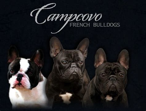  You can also contact the MA frenchie breeder Campcovo French Bulldogs by phone or email using the information below