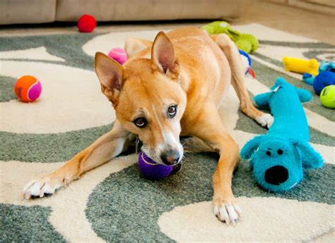  You can also give your dog chew toys, so it learns to bite only appropriate objects