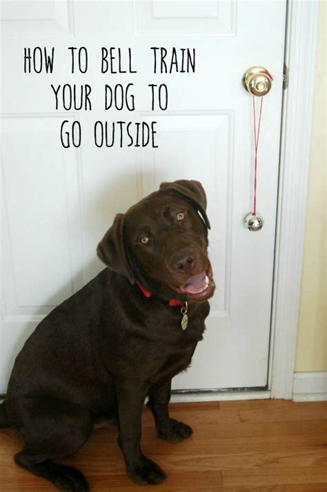  You can also teach your puppy to let you know when he needs to go outside! Use a doggy doorbells for this purpose