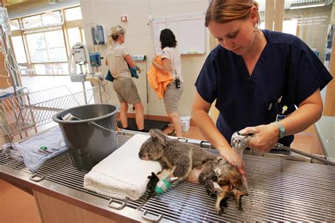  You can be sure that the puppies are receiving high-quality care when the breeder is willing to work closely with a veterinarian