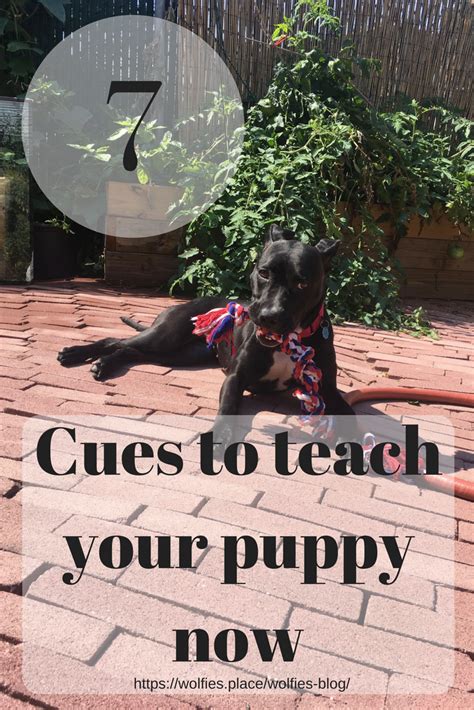  You can begin teaching this breed basic obedience cues as early as 8 weeks old, and it