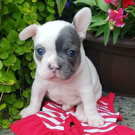  You can buy a healthy cheap French bulldog puppy for sale today by browsing through our French Bulldogs Available for sale page