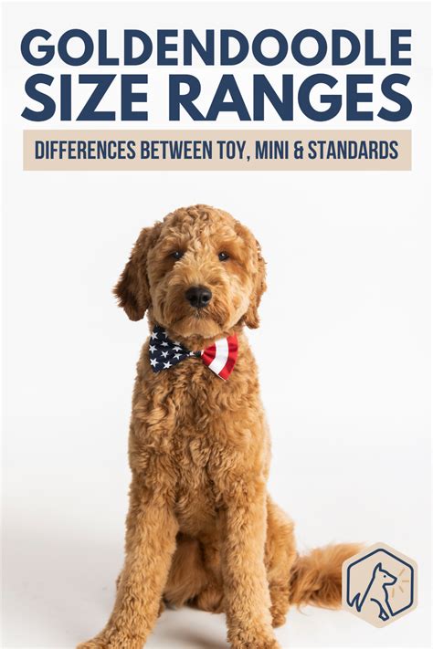  You can compare the small sizes above with a standard Goldendoodle which comes in two additional sizes