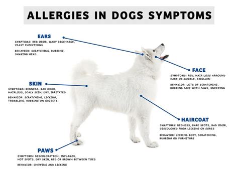  You can determine which chemical causes an allergic response in your pet