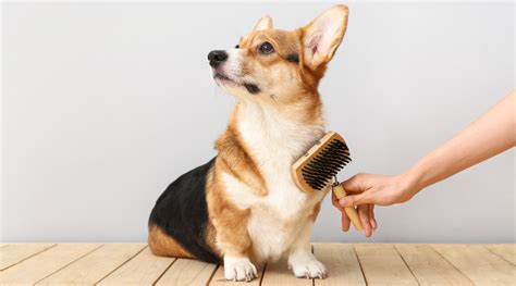  You can easily get by brushing your dog once a week, mostly to removed loose hair and minor soiling