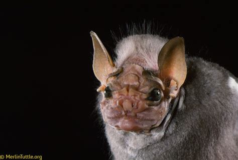  You can easily recognize them by their flat, heavily wrinkled faces and large, erect bat ears, which make them absolutely adorable