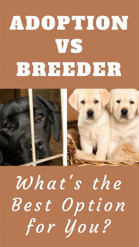  You can either adopt one from a shelter, buy from a backyard breeder or puppy mill, or purchase from a reputable breeder