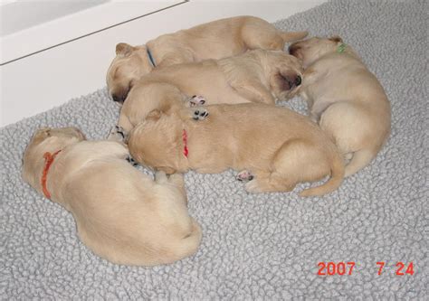  You can expect them to have at least one Golden Irish litter each year