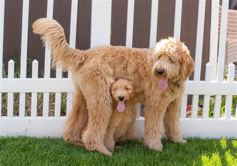  You can find Goldendoodles, both large and small, and they thrive