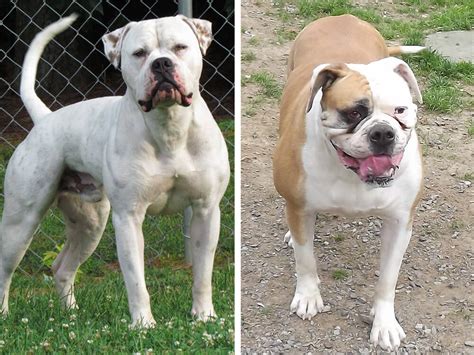  You can find out more about their difference in our American Bulldog Vs