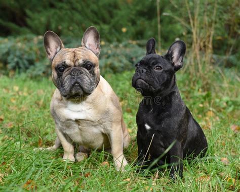  You can find these two French Bulldogs get up to all manner of fun with their Golden Retriever sibling