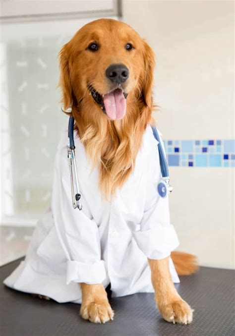  You can get a copy of their results, and schedule a check-up with your own local veterinarian as soon as your new pup arrives home