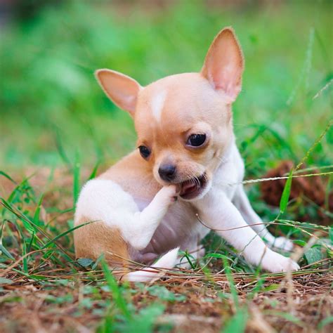  You can give a mini-sized dog, like a Chihuahua, 0