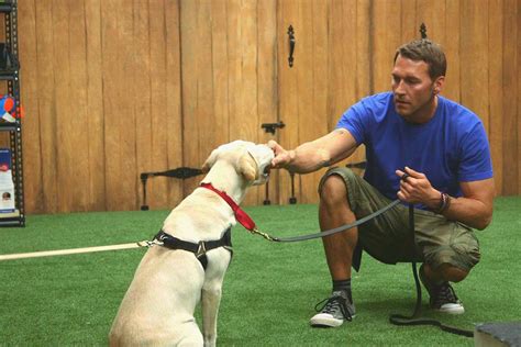  You can hire a dog trainer to do that or can do it by yourself