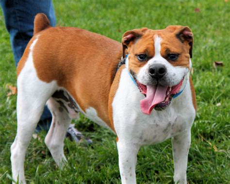  You can keep your Beagle-Bulldog mix occupied by taking it for a walk or playing fetch