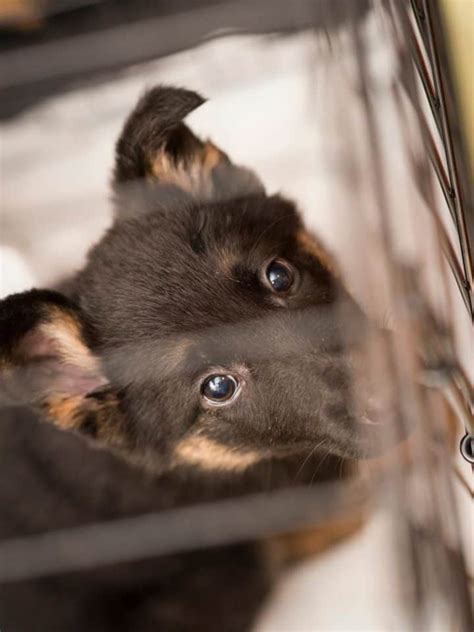  You can leave a German Shepherd in a crate for a maximum of 1 hour up to the age of 10 weeks