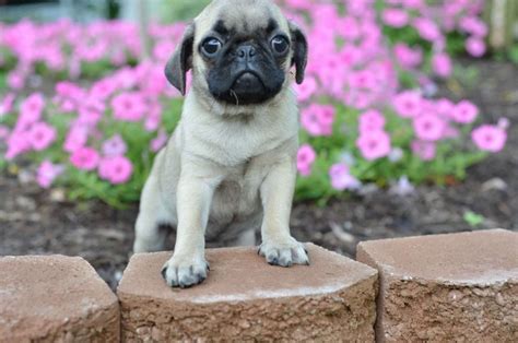  You can make a quick search for Pug Puppies for Sale in WV and narrow down the result to your liking