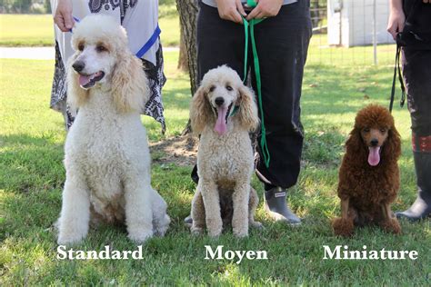  You can mix a standard, medium, or mini poodle