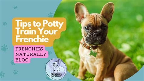  You can potty train your older Frenchie with these steps below