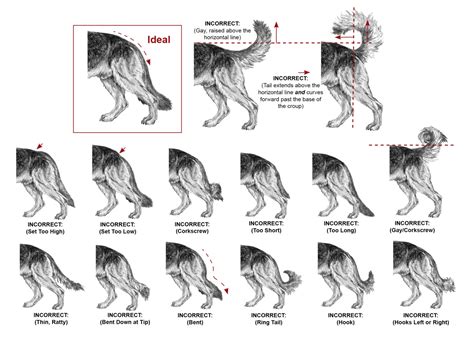  You can read about the meaning of German Shepherd tail positions in this article