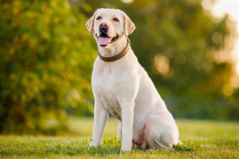  You can read about these two types of Labrador, and their characteristics in this article: which Labrador is right for you? In the UK we call these two strains working type or field type and show type