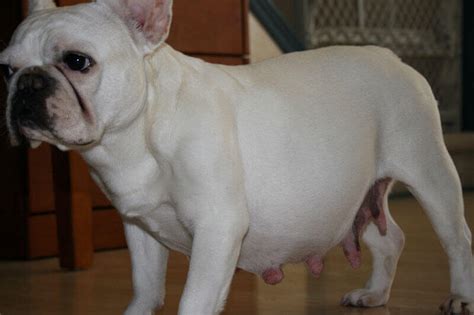  You can read more about how long a Frenchie is pregnant for elsewhere on the website