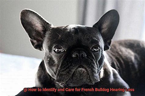  You can read more about this my recent French Bulldog hearing loss blog post