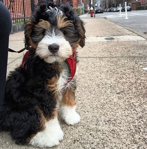  You can see past Teddy Bear bernedoodle puppies here