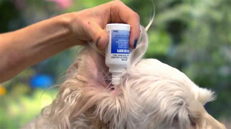  You can simply add a few drops directly into your dog